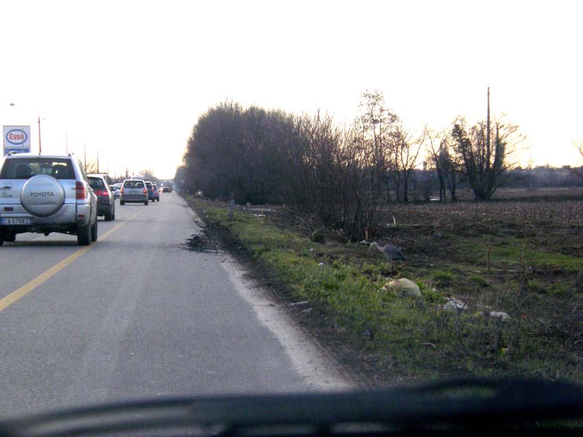 Incontro ravvicinato con Airone cenerino (Ardea cinerea) su una strada provinciale