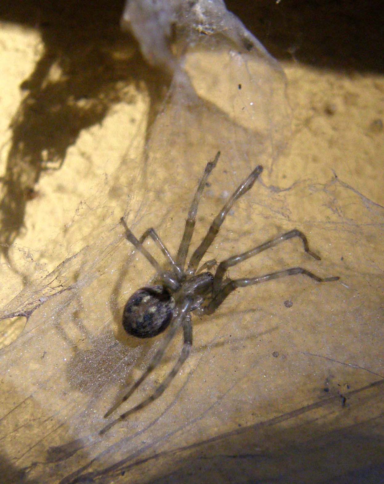 Tegenaria sp.