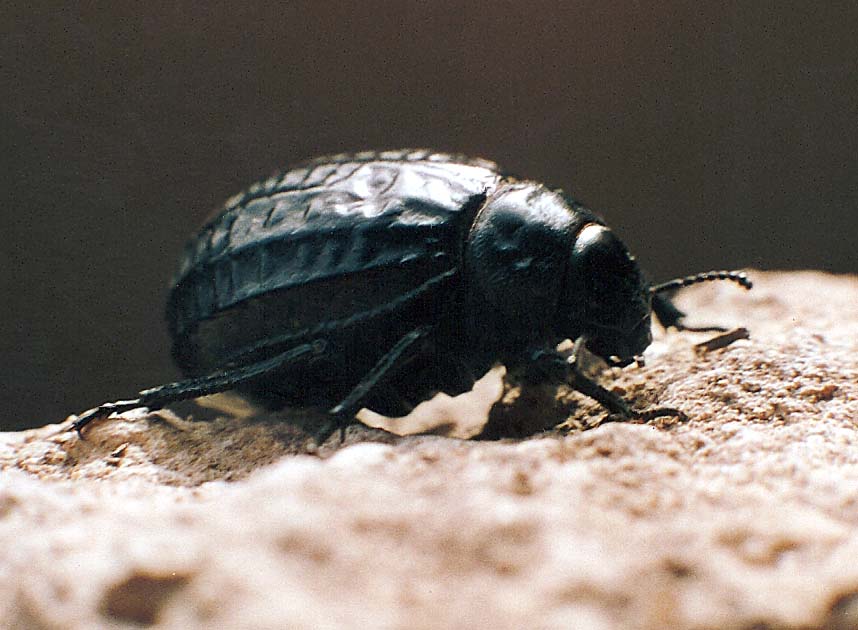 Coleotteri marocchini