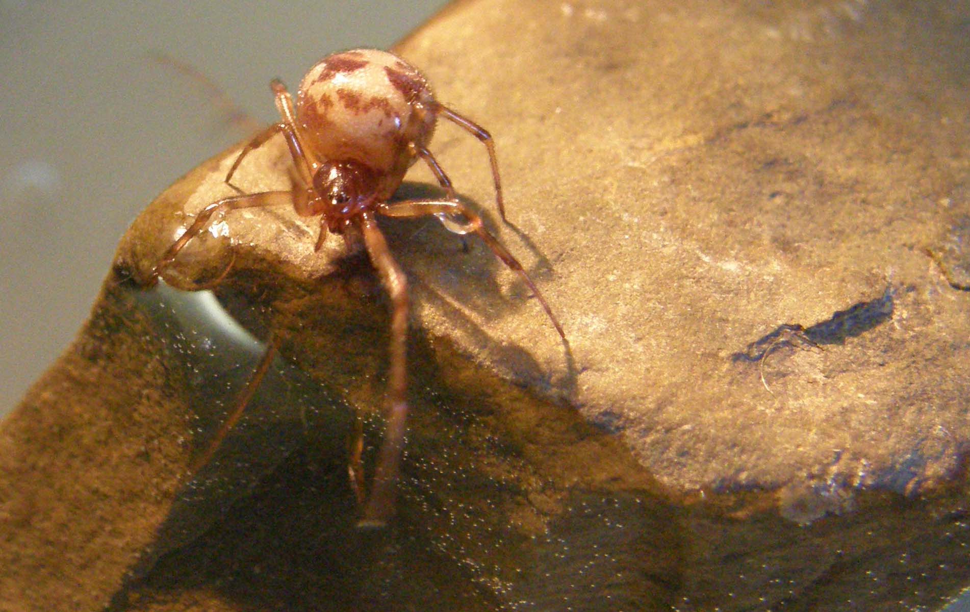 Steatoda triangulosa con ovisacco e piccoli