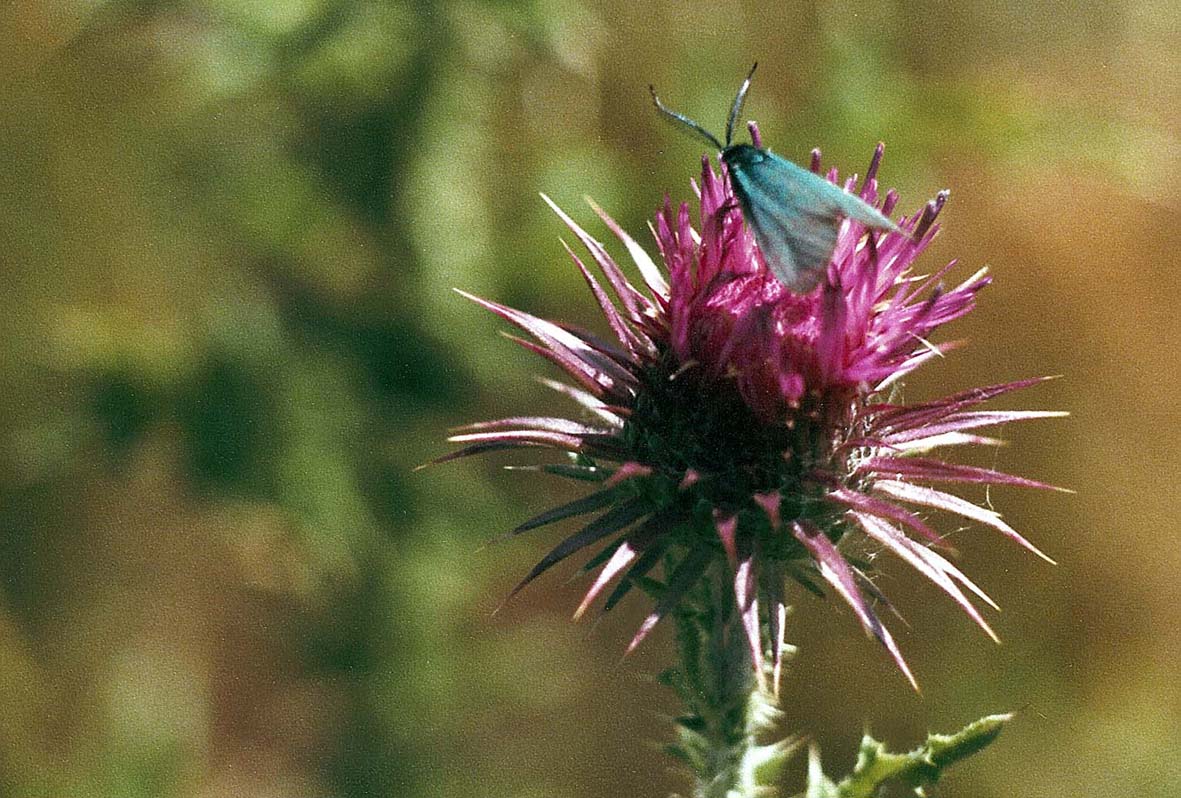 Farfalla da identificare