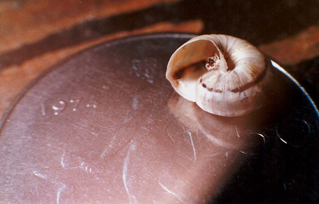 Chioccioline molto invadenti