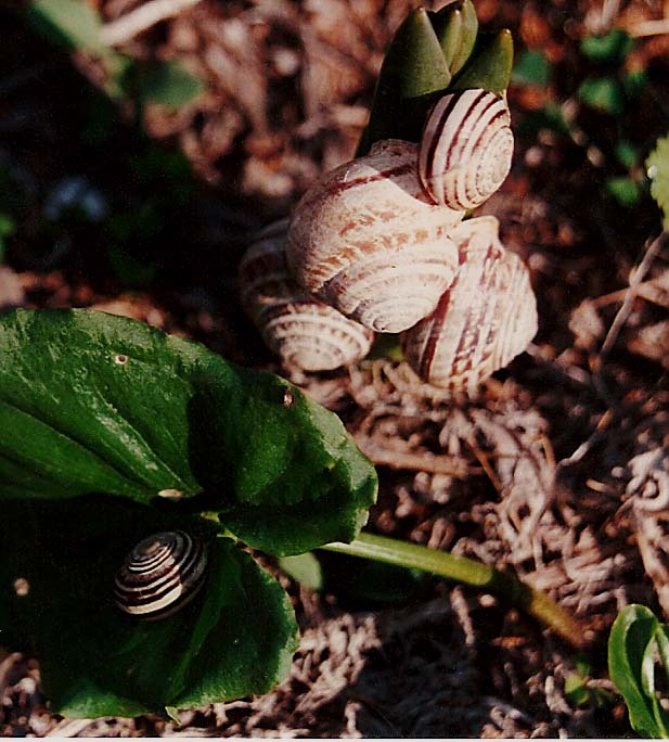 Chiocciole maltesi - Eobania vermiculata