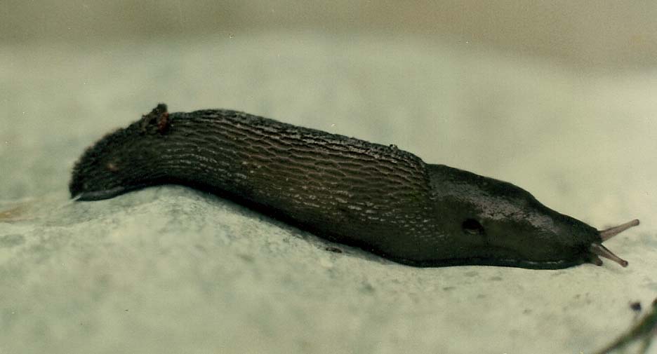 Limax da identificare (PC - MI)