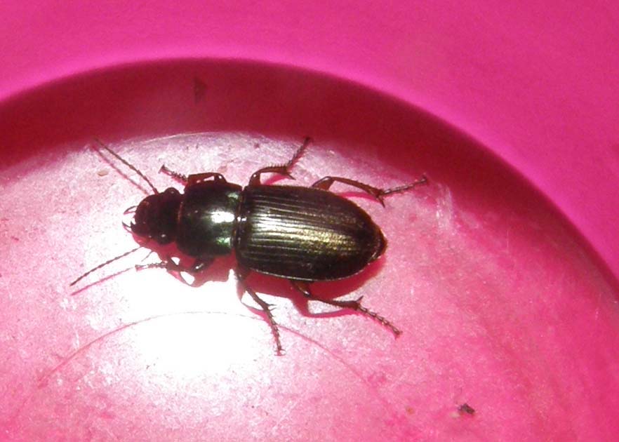Piccolo Carabidae da identificare - Harpalus affinis