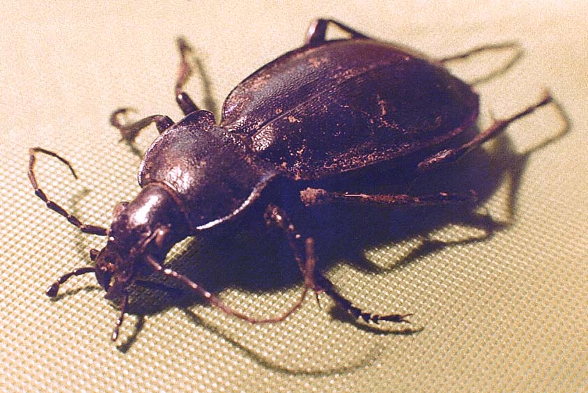 Carabo da identificare: Carabus (Megodontus) germarii fiorii