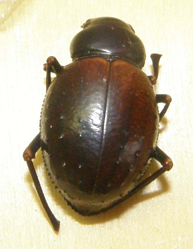 Altro tenebrionide magrebino: Pimelia cfr. consobrina expiata