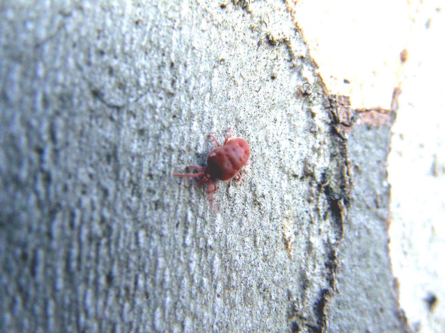 Trombidium sp.