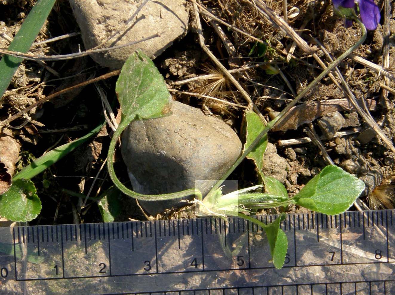 Le prime violette: Viola cfr. odorata (Violaceae)