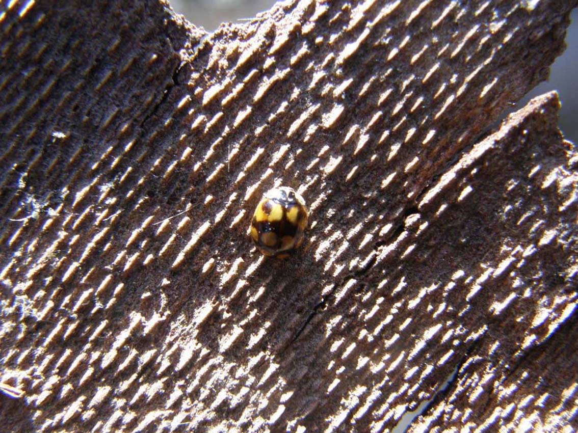 Coccinella nera e gialla - Adalia decempunctata