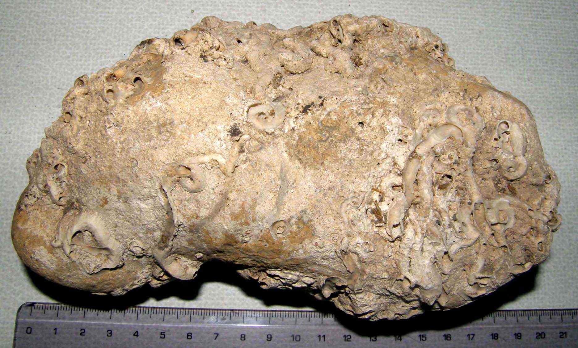 Li avevo scambiati per fossili.