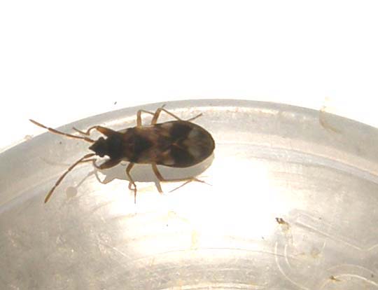 Lygaeidae: Scolopostethus sp.