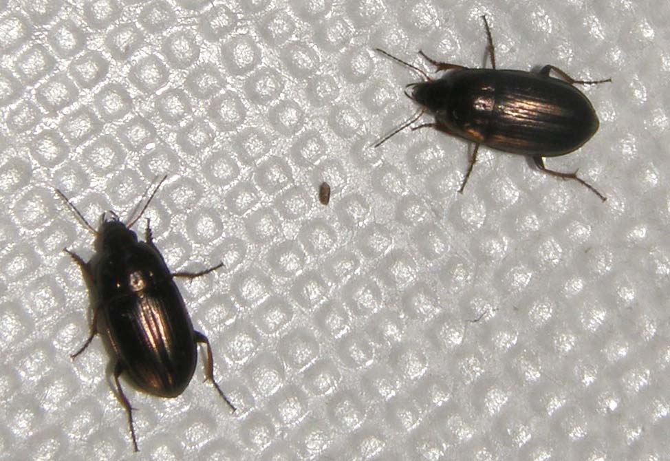 Da identificare: Amara aenea