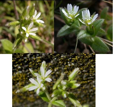 Cerastium glomeratum