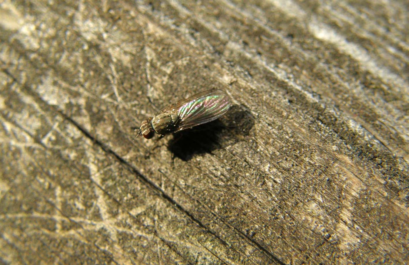 Piccolo dittero da identificare: probabile Anthomyiidae.