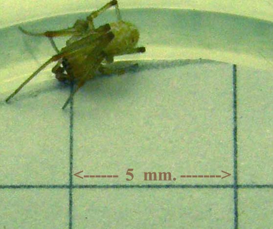 Theridion sp.
