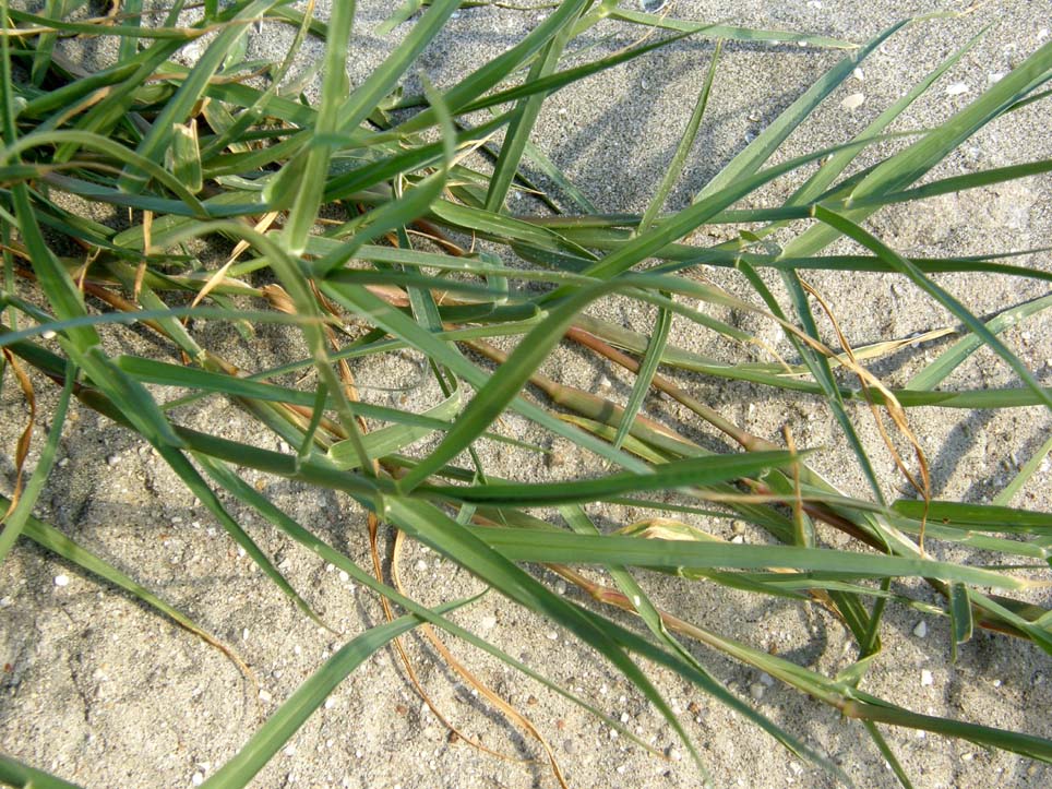 Cenchrus incertus / Nappola delle spiagge