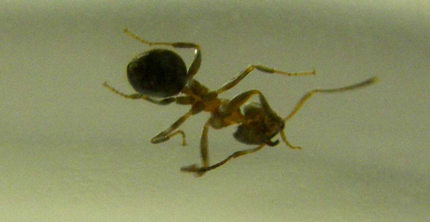 Formica...nel bicchiere