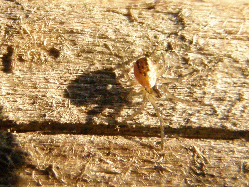 Mangora acalypha