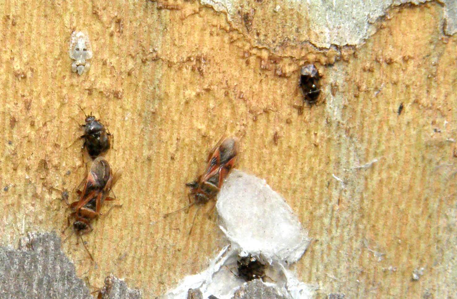 Corythuca ciliata, Arocatus roeselii, Deraeocoris serenus