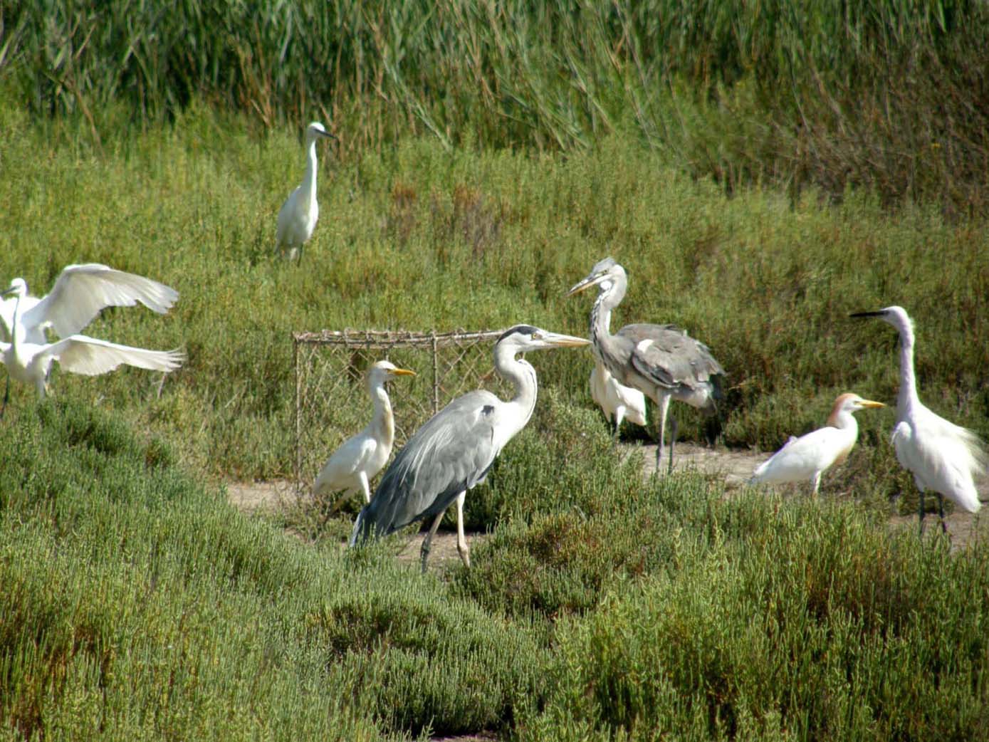 Airone cenerino (Ardea cinerea) ...a pesca nel centro di Milano
