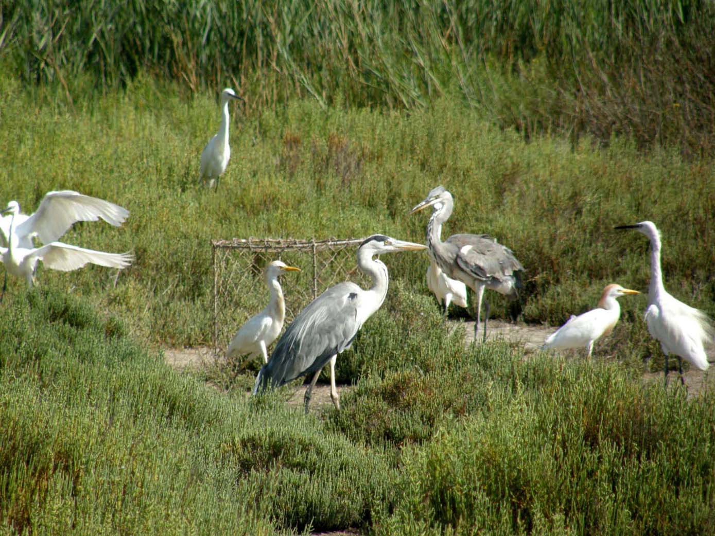 Airone cenerino (Ardea cinerea) ...a pesca nel centro di Milano