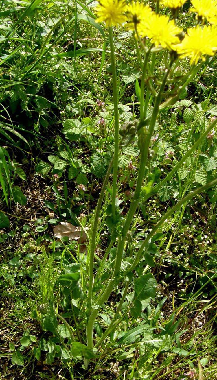 Crepis vesicaria ssp. taraxacifolia e Senecio vulgaris