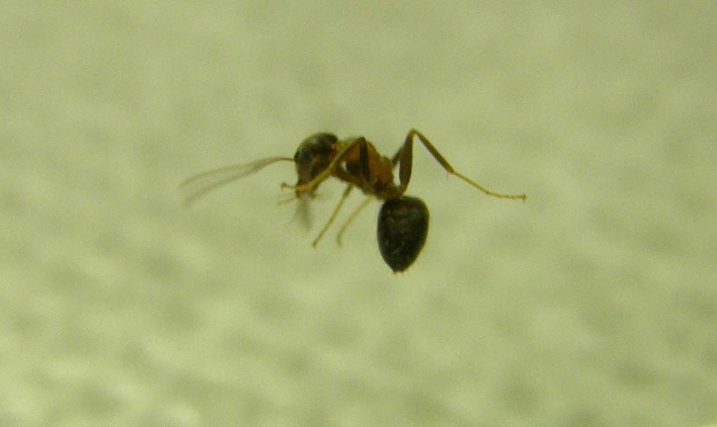 Formica...nel bicchiere