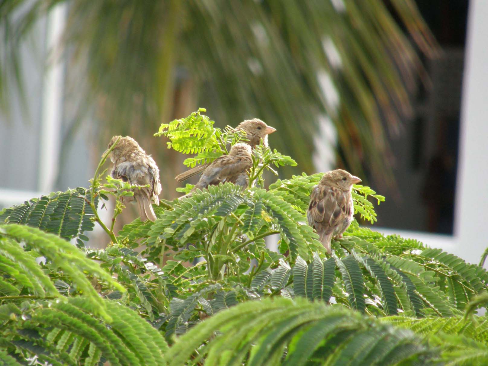 Passeriformi delle Canarie