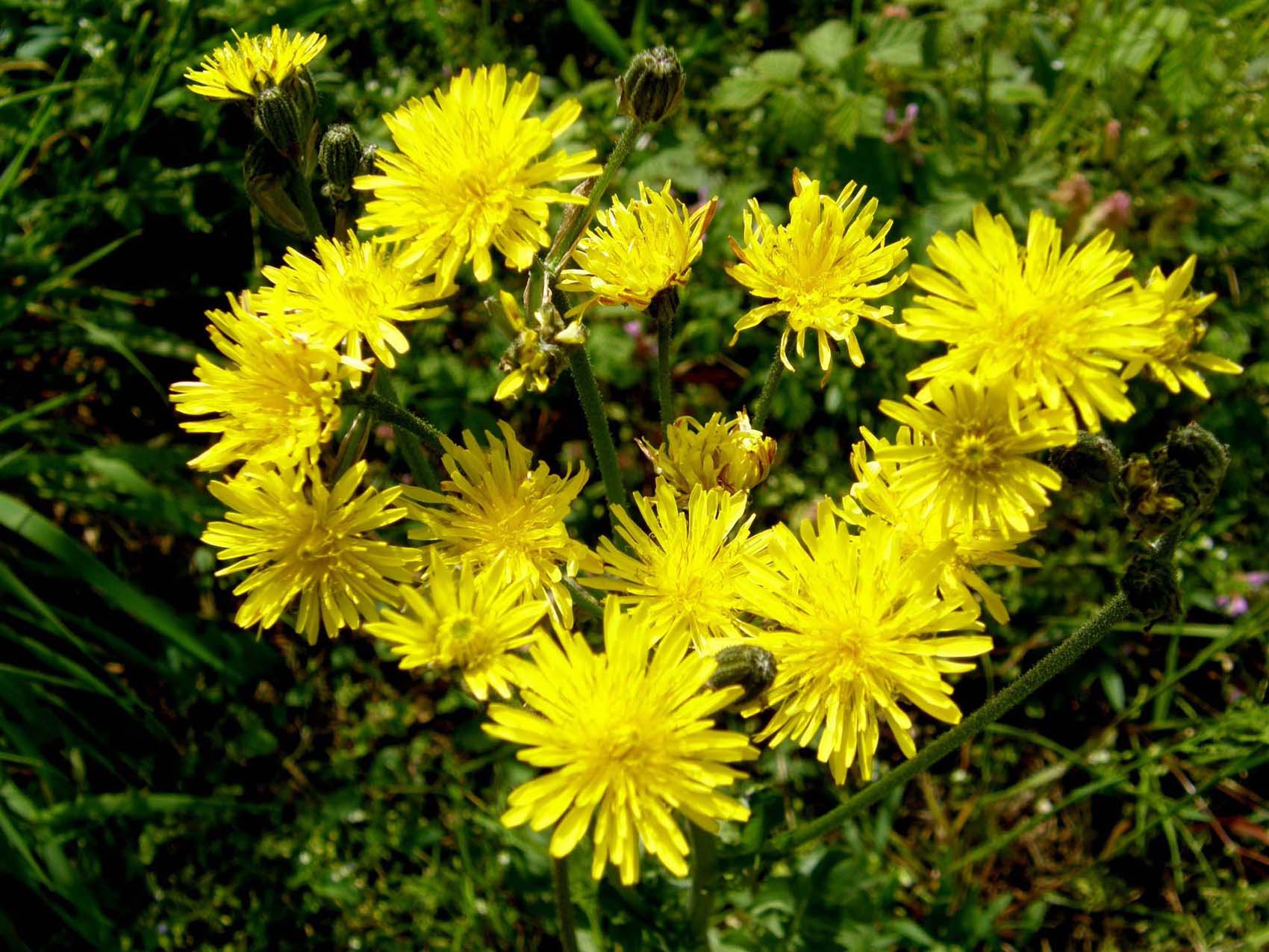 Crepis vesicaria ssp. taraxacifolia e Senecio vulgaris