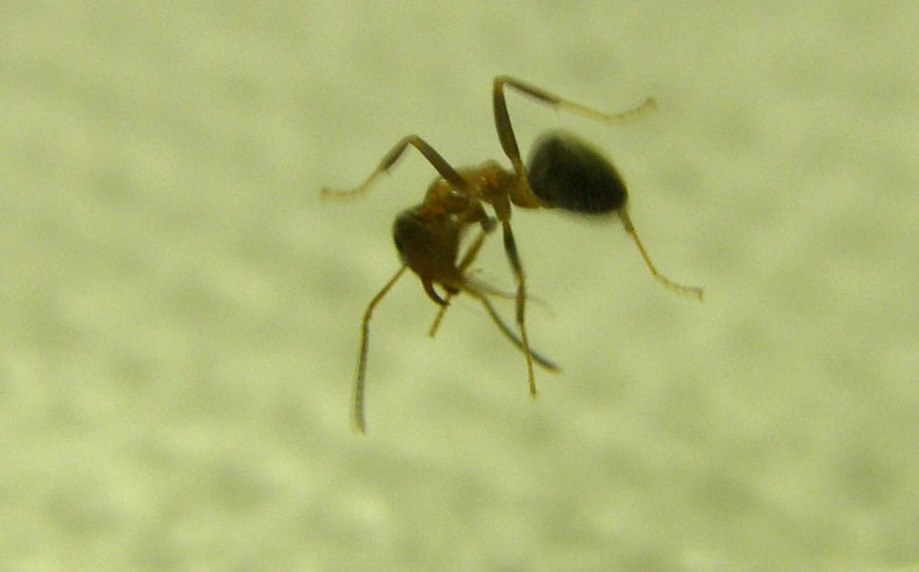 Formica...nel bicchiere