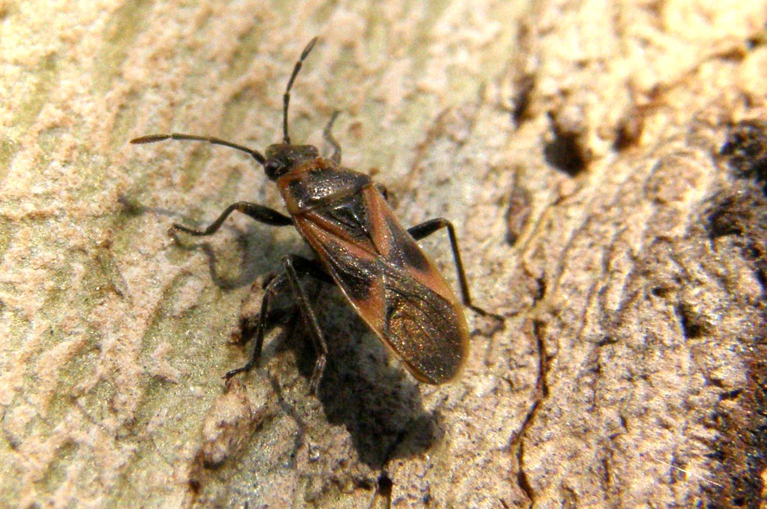 Corythuca ciliata, Arocatus roeselii, Deraeocoris serenus