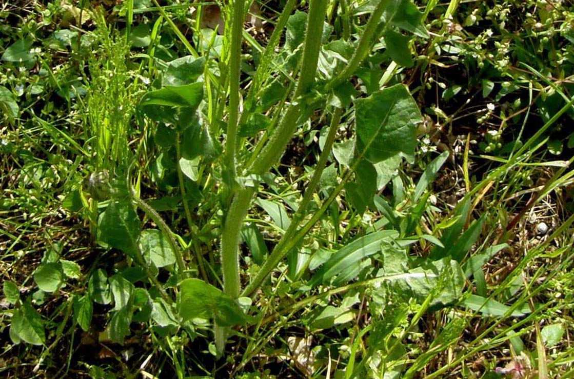 Crepis vesicaria ssp. taraxacifolia e Senecio vulgaris