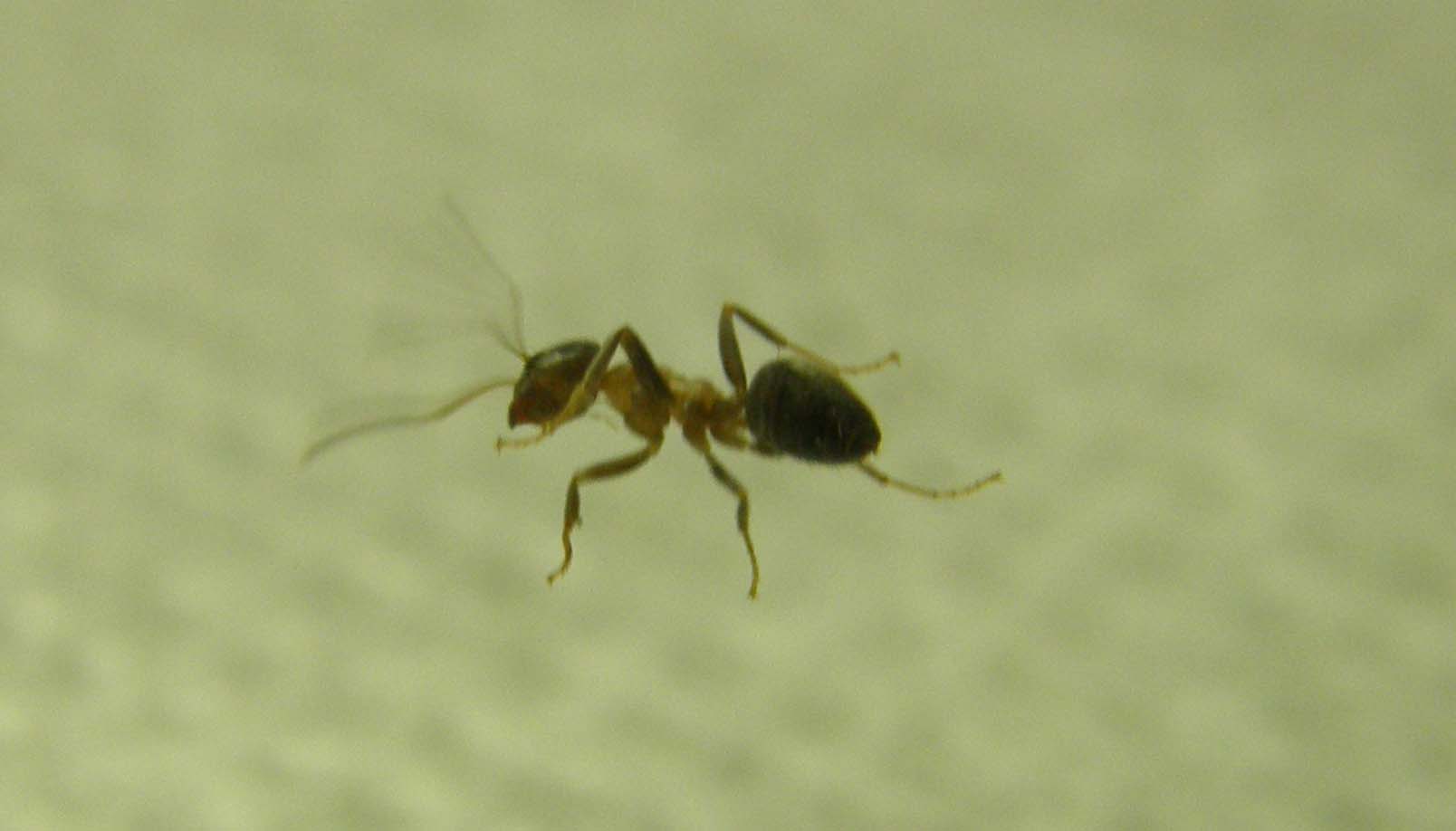 Formica...nel bicchiere