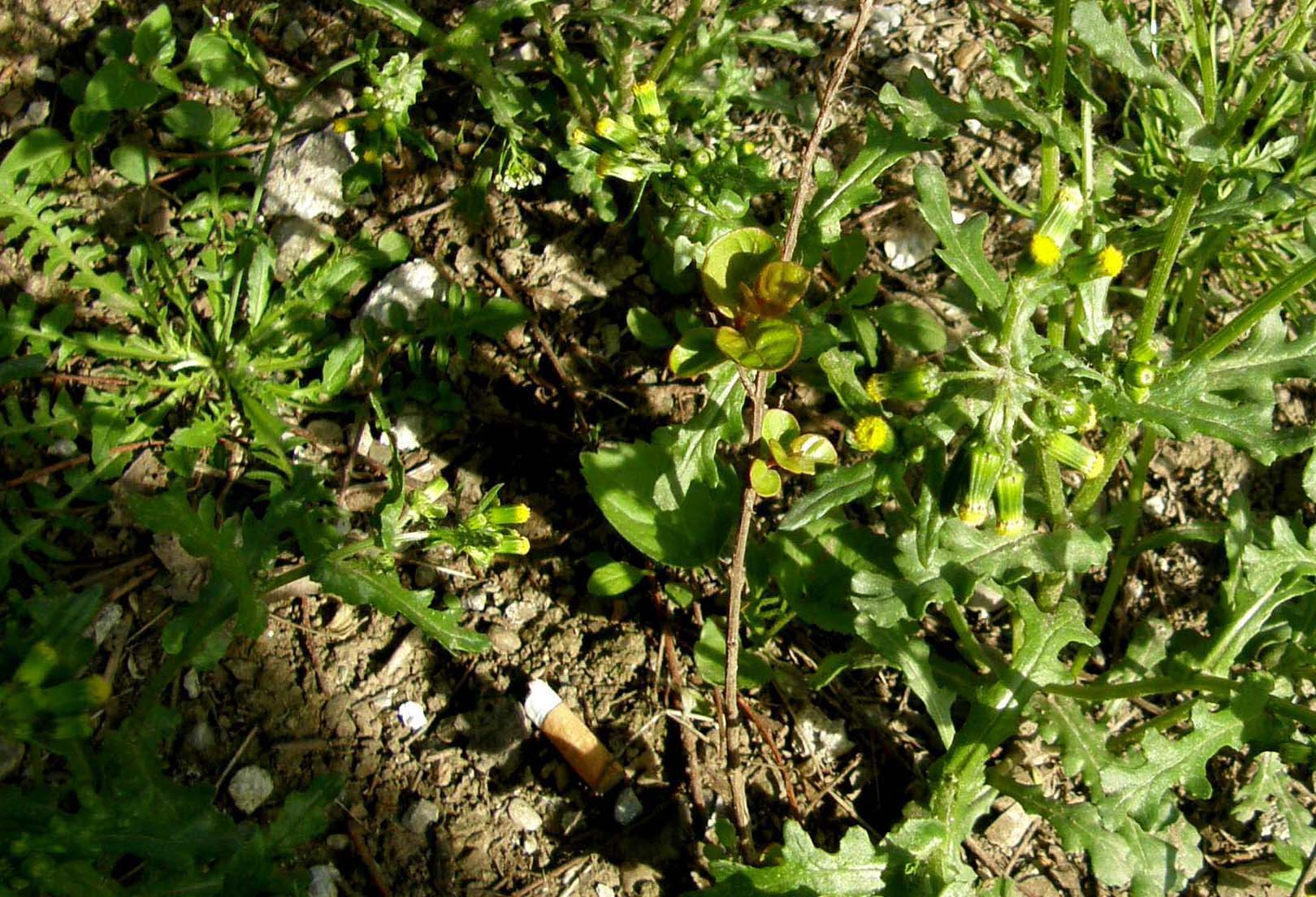 Crepis vesicaria ssp. taraxacifolia e Senecio vulgaris