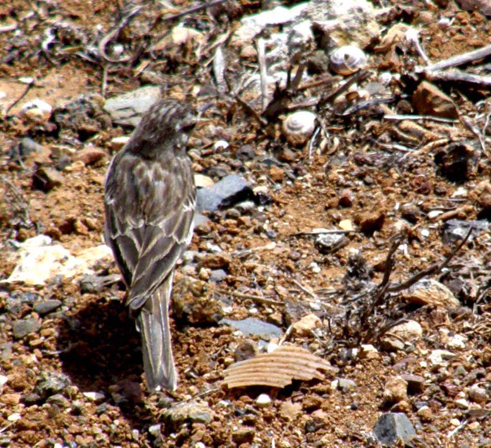 Passeriformi delle Canarie