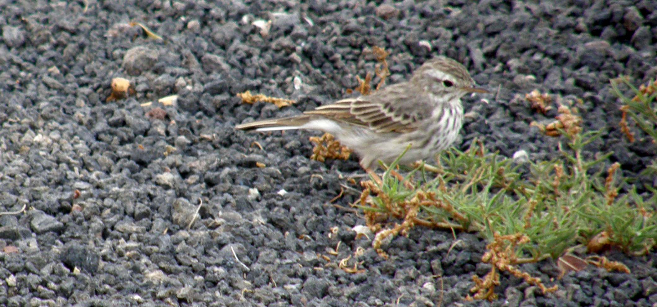 Passeriformi delle Canarie