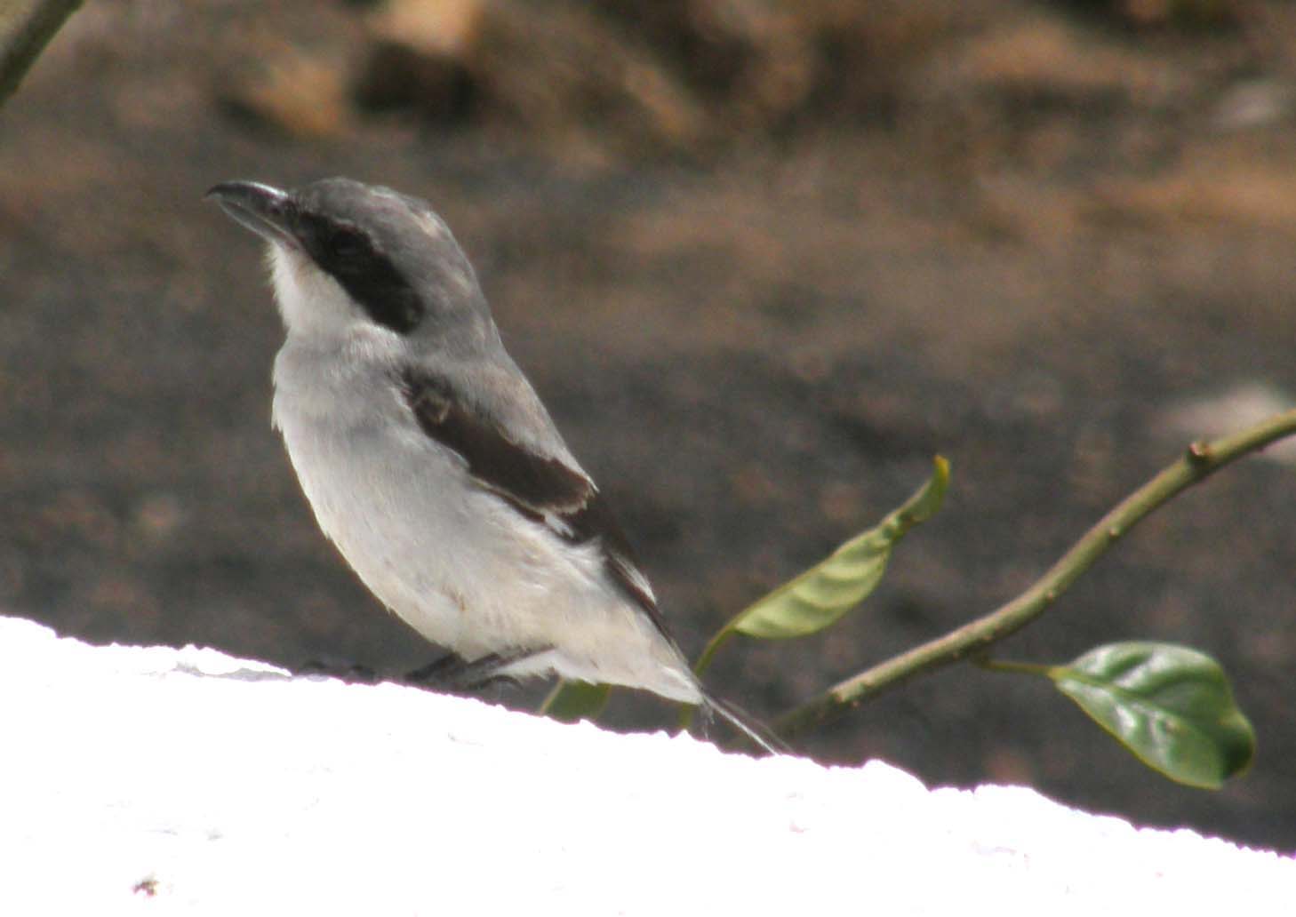 Passeriformi delle Canarie