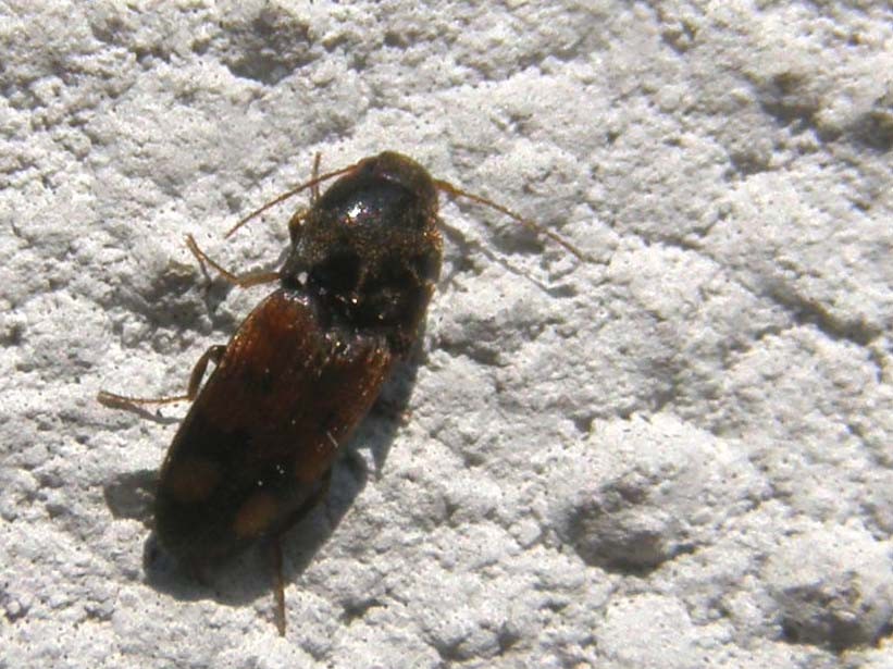 E questo cos''è? Drasterius bimaculatus