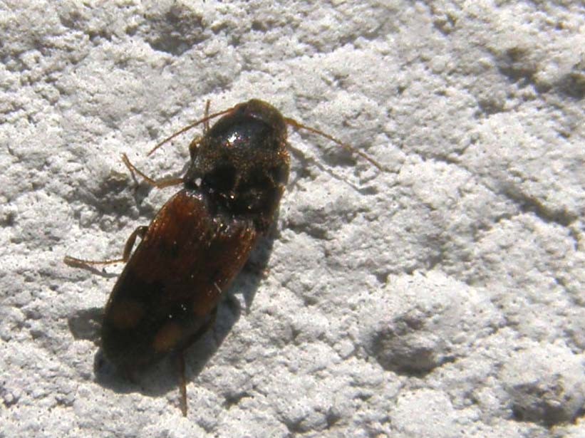 E questo cos''? Drasterius bimaculatus