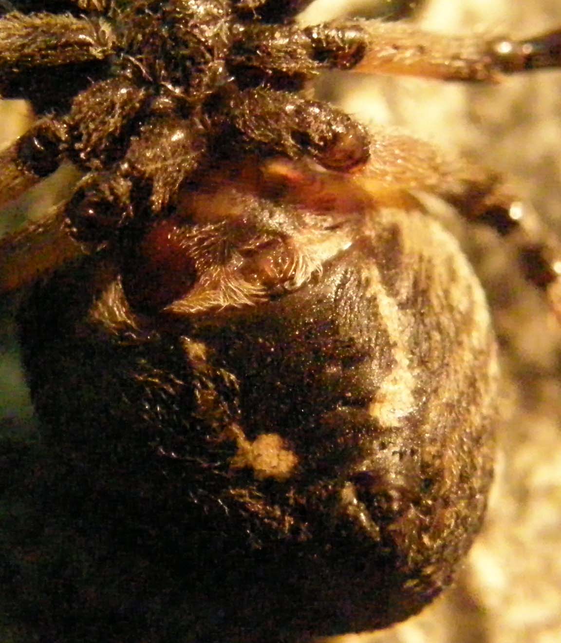 Larinioides sclopetarius