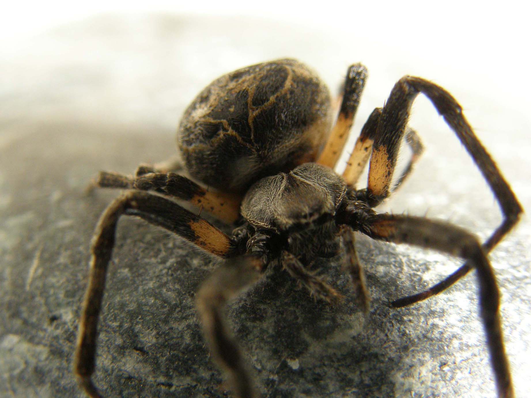 Larinioides sclopetarius