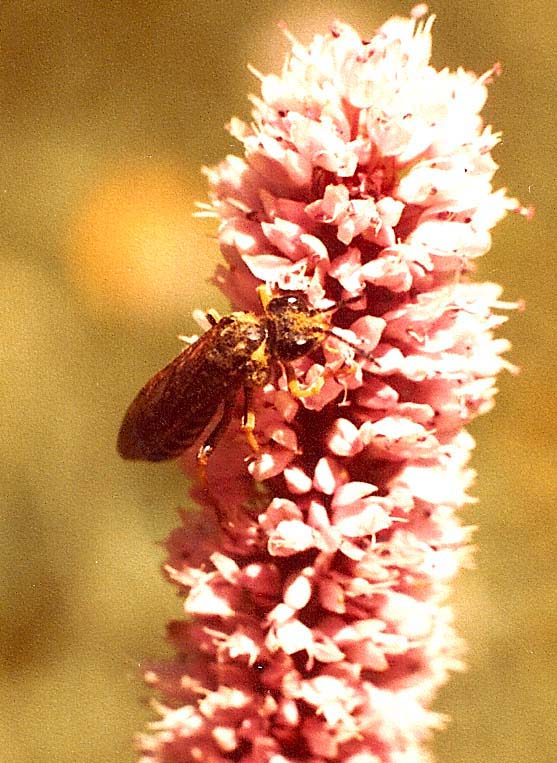 Tenthredo sp., (Tenthredinidae)