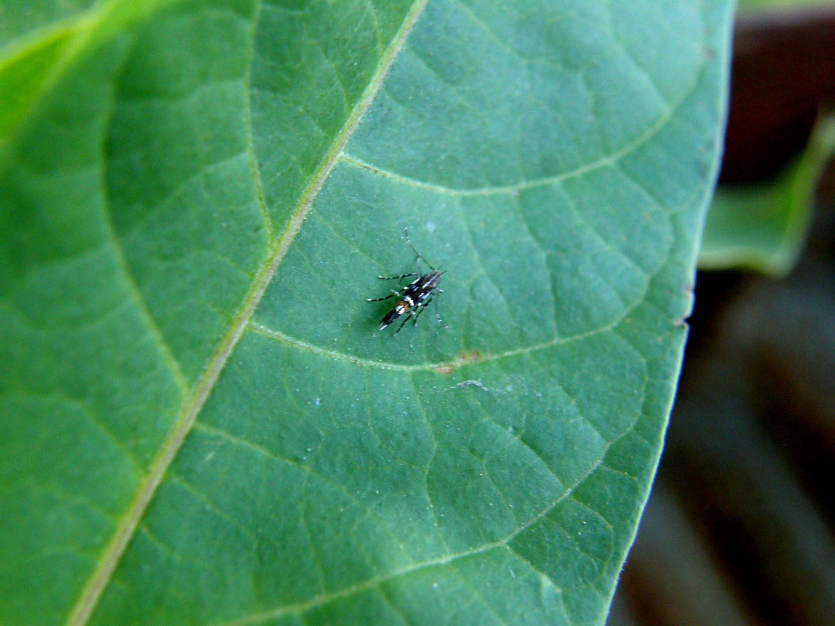 Microlepidotteri da identificare
