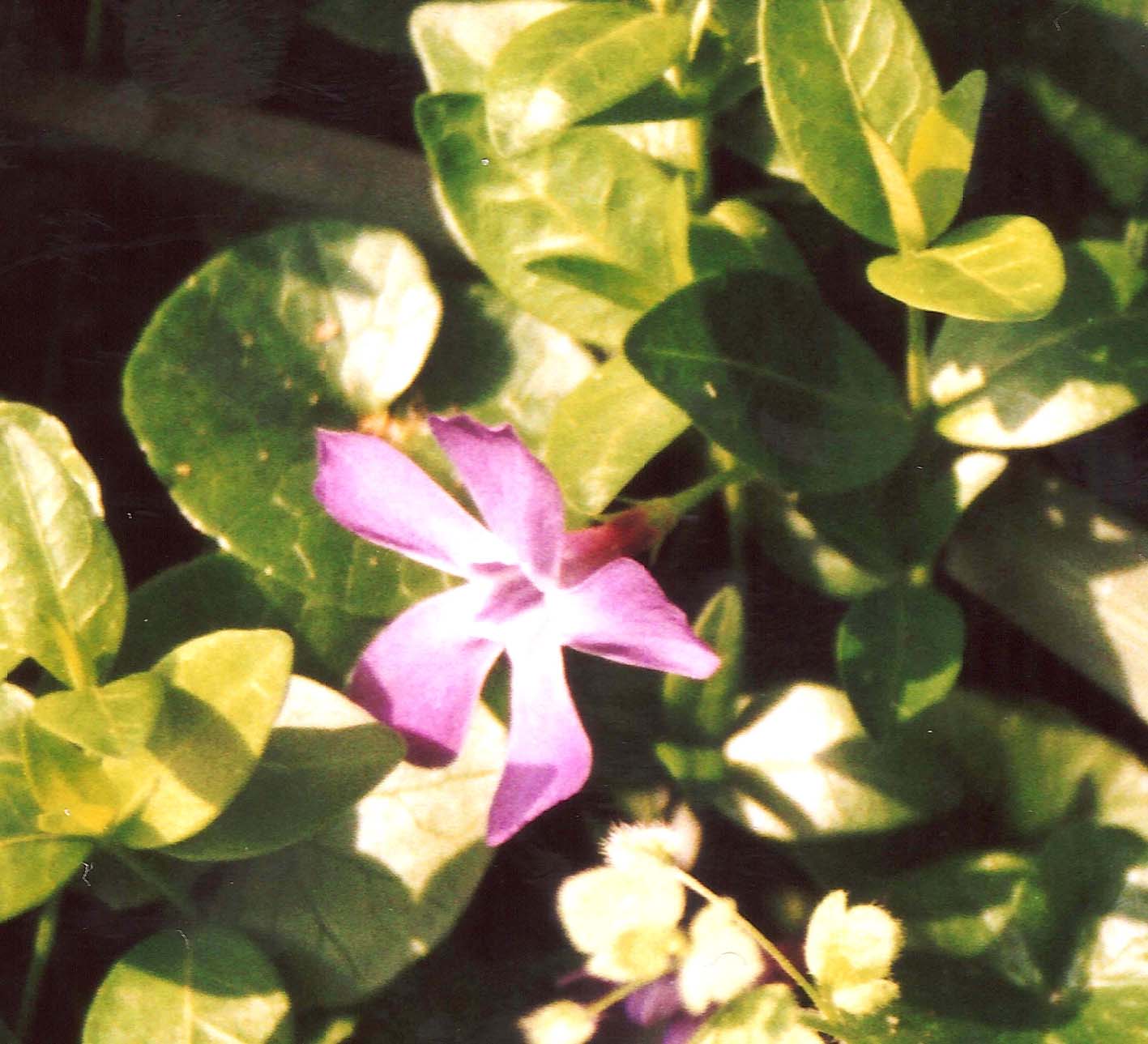 Vinca sp. (Gentianales - Apocynaceae)