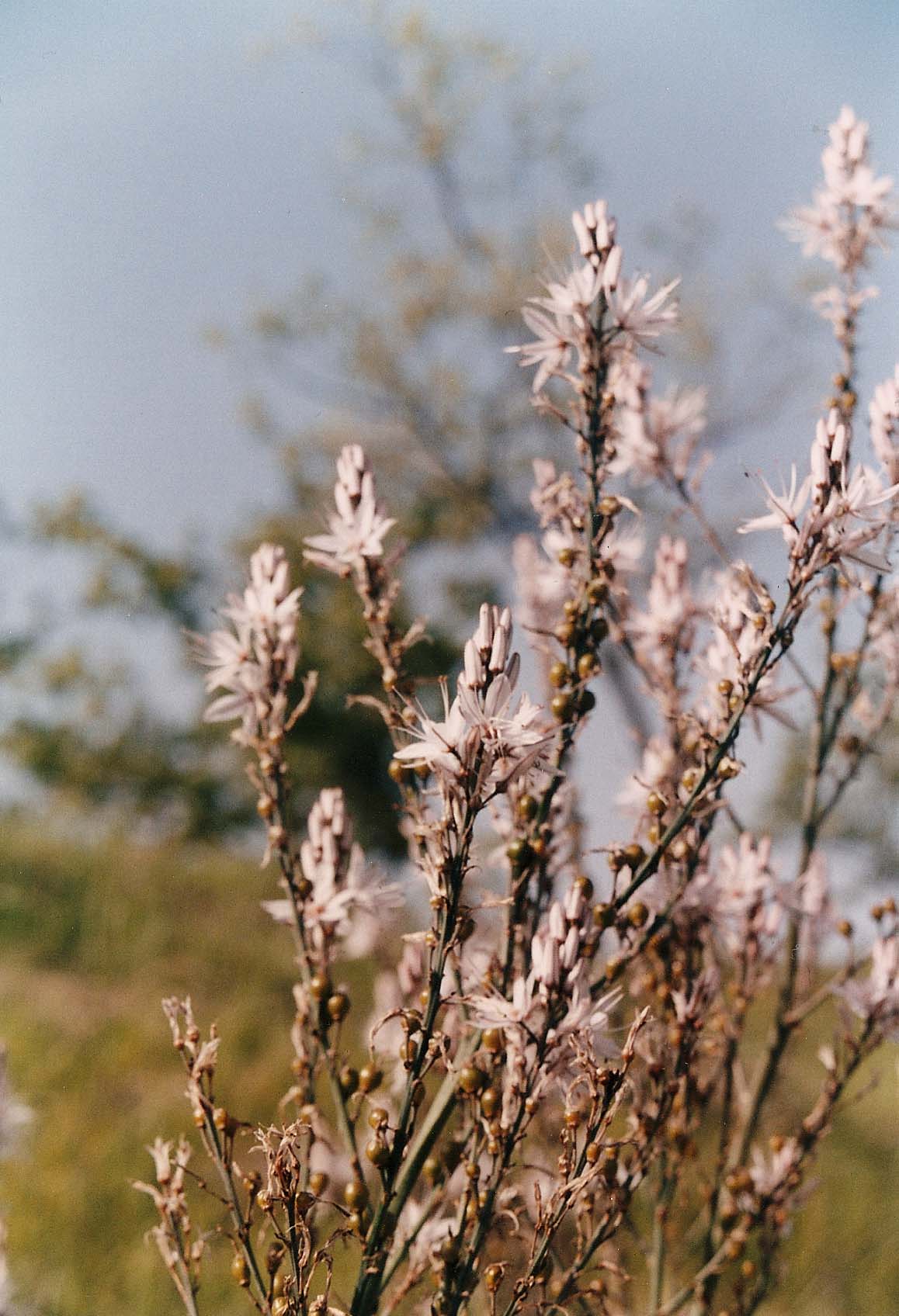 Asphodelus ramosus (=microcarpus) e Charybdis maritima / Urginea maritima