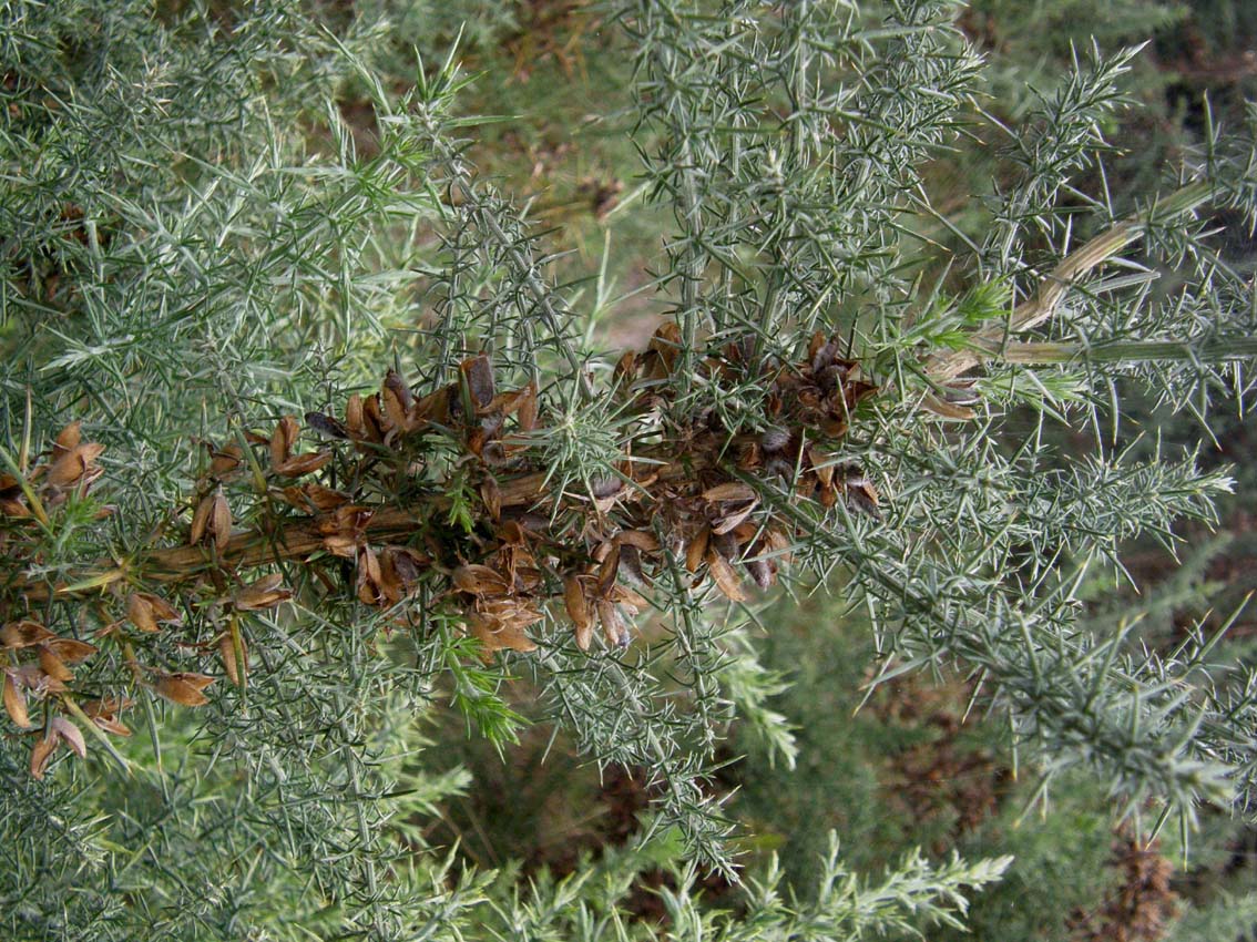 Cortina spinosa - Ulex sp.