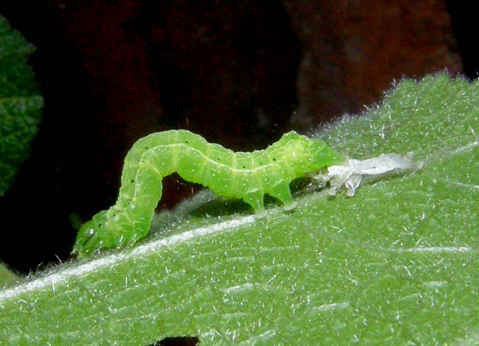 Piccoli bruchi crescono...(Chrysodeixis chalcites)