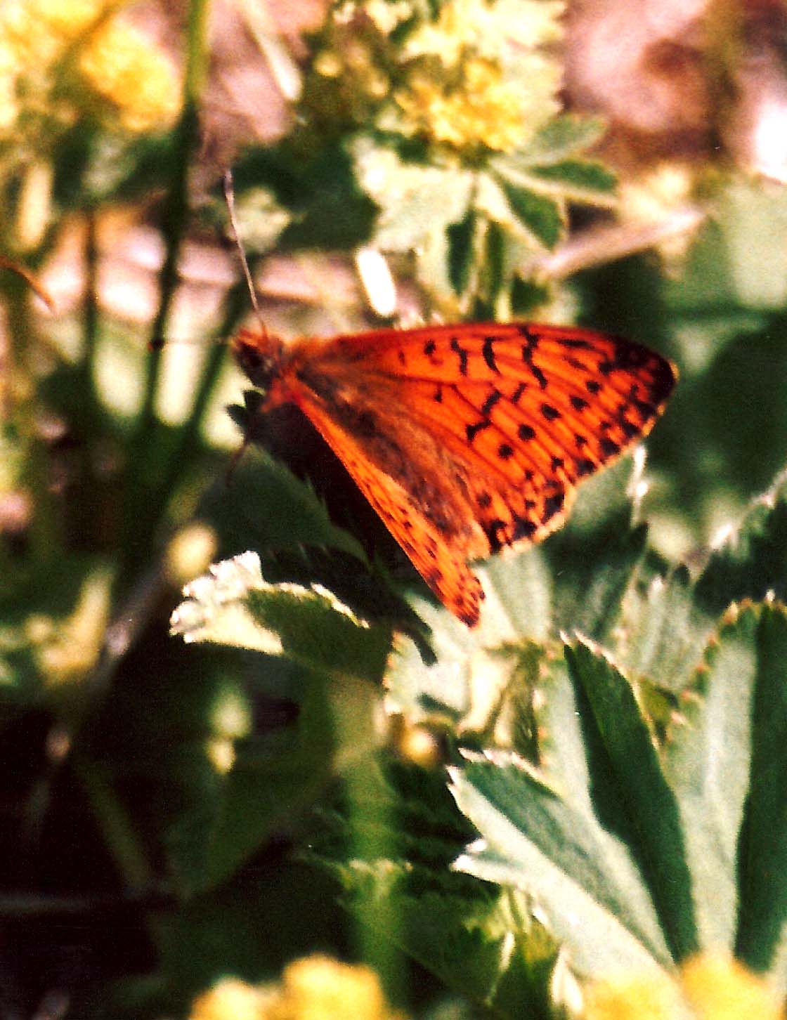 Nymphalidae da identificare