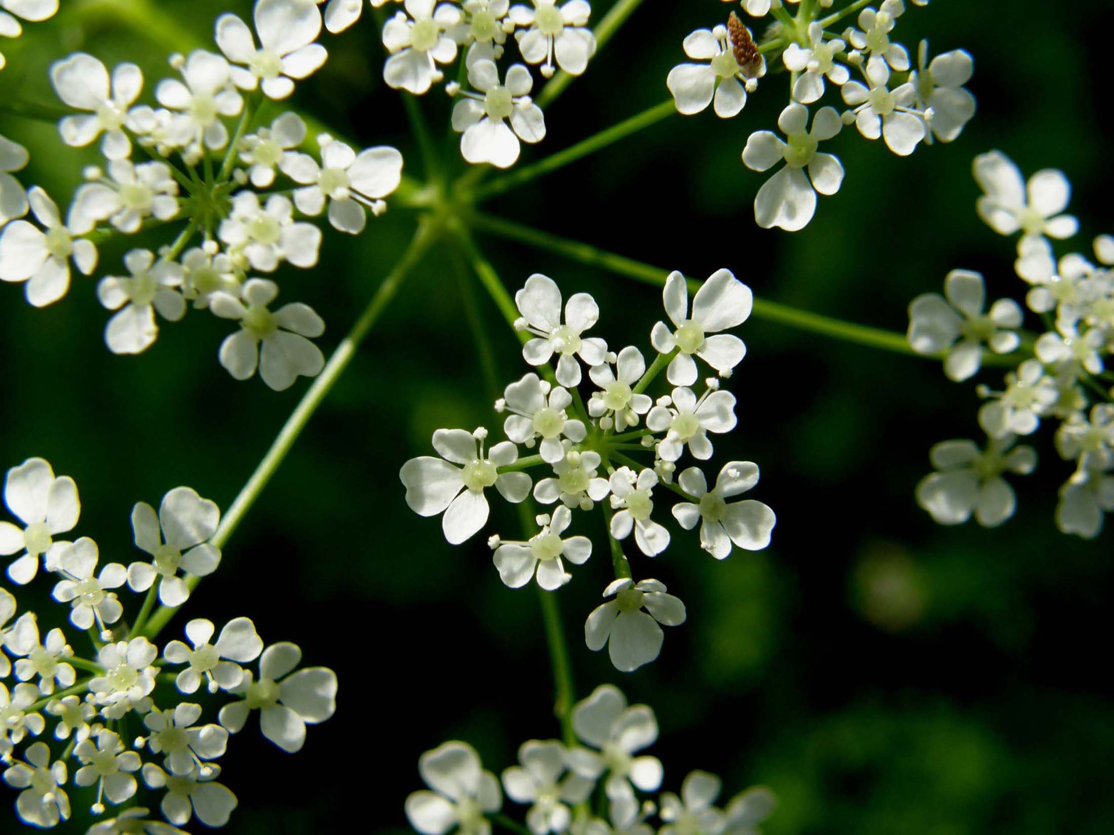 Apiaceae: cfr. Conium maculatum